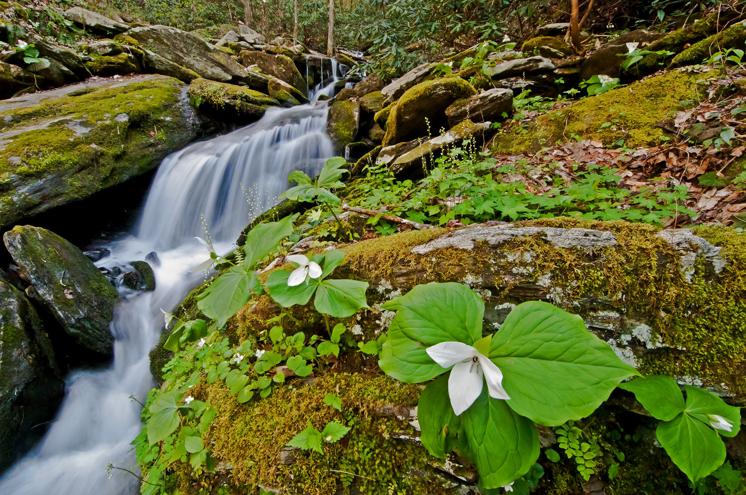 Wildflower and waterfall
